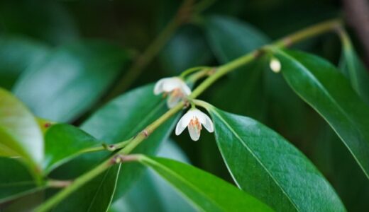 日本の神様について①